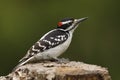 Male Hairy Woodpecker Royalty Free Stock Photo