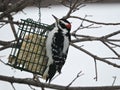 Male Hairy Woodpecker hanging off and eating from a suet feeder