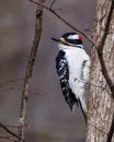 Male Hairy woodpecker Leuconotopicus villosus perched on a tree trunk during early spring.