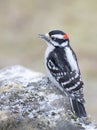 A Male Hairy woodpecker male perched on a rock in winter in Ottawa, Canada Royalty Free Stock Photo