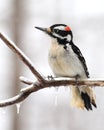 Wintertime male hairy woodpecker Royalty Free Stock Photo