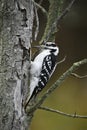Male Hairy Woodpecker perched at the side of a tree Royalty Free Stock Photo
