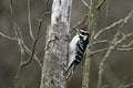 Male Hairy Woodpecker perched at the side of a tree Royalty Free Stock Photo