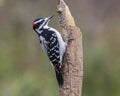 Male hairy woodpecker, Ottawa, Canada Royalty Free Stock Photo