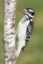Male Hairy Woodpecker (Picoides villosus) Royalty Free Stock Photo