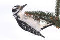 Male Hairy Woodpecker Picoides villosus Royalty Free Stock Photo