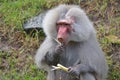 Male Hamadryas baboon eating a banana tree leaf