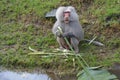 Male Hamadryas baboon eating a banana tree leaf on a river bank