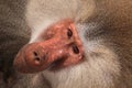 Male hamadryas baboon portrait Royalty Free Stock Photo