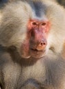 Male hamadryas baboon portrait Royalty Free Stock Photo