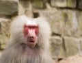 Male hamadryas baboon portrait Royalty Free Stock Photo