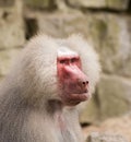 Male hamadryas baboon portrait Royalty Free Stock Photo