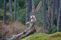 Male Hamadryas baboon sits on a tree trunk Royalty Free Stock Photo