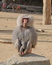 Male hamadryas baboon sitting on a rock