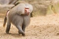 Male hamadryas baboon Royalty Free Stock Photo