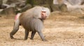 Male hamadryas baboon Royalty Free Stock Photo