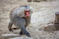 Male Hamadryas baboon walking Royalty Free Stock Photo