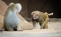 Male hamadryas baboon is walking towards other Royalty Free Stock Photo