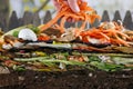 Male hand adding carrot peels to a colorful compost heap