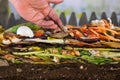 Male hand carefully releasing earthworms lumbricus terrestris on a compost heap Royalty Free Stock Photo