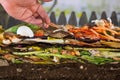 Male hand carefully releasing earthworms lumbricus terrestris on a compost heap Royalty Free Stock Photo