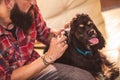 Male hand cleaning ear of dog Royalty Free Stock Photo