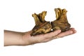 Male hand demonstrates two dried beef ears for dogs on a white background