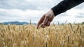 Male hand of a farmer gently touching golden ear of wheat Royalty Free Stock Photo