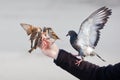 Male hand feeding birds Royalty Free Stock Photo