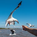 Male hand feeding the flying seagull Royalty Free Stock Photo