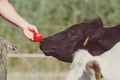 Male hand is feeding giving a red apple a black cow