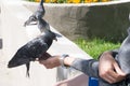 Male hand is feeding sparrows and a dove sits beside . Royalty Free Stock Photo