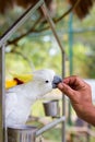 Male hand feeds a beautiful white macaw parrot