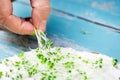 Male hand is garnishing a sandwich or bread with some micro greens