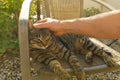 male hand gently stroking, scratches neck adult domestic cat whiskas color in chair in sunny garden, love for animals, interaction