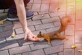 Male hand gives squirrel nuts Royalty Free Stock Photo