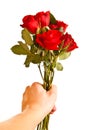 Male hand giving roses isolated