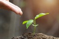 Male hand giving water to young plant and green nature background,  plant and save forest concept, World Environment Day Royalty Free Stock Photo