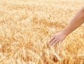 Male hand in gold wheat field Royalty Free Stock Photo