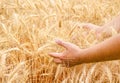 Male hand in gold wheat field Royalty Free Stock Photo