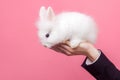 Male hand holding adorable white fluffy rabbit, cute bunny with black eyes, concept of people and pet care, love for domestic Royalty Free Stock Photo