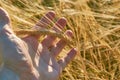 Male hand in barley field