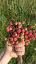 wild strawberry Male hand holding in hand bouquet of wild strawberry on grass background Royalty Free Stock Photo