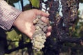 Male hand holding cluster of grapes. Royalty Free Stock Photo