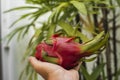 Male hand holding a dragon fruit with a palm tree on a background. Dragon fruit or pitaya. Tropical and exotic fruits Royalty Free Stock Photo