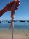 Male hand holding a fresh squid and in the background the sea with moored boats Royalty Free Stock Photo