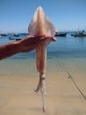 Male hand holding a fresh squid and in the background the sea with moored boats Royalty Free Stock Photo