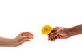 A male hand holding and giving a blossoming zinnia flower to a woman isolated on white background. A flower as a gift and symbol Royalty Free Stock Photo