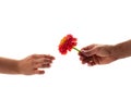 A male hand holding and giving a blossoming zinnia flower to a woman isolated on white background. A flower as a gift and symbol Royalty Free Stock Photo