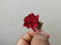 Male hand holding or giving a red rose on white background Royalty Free Stock Photo